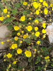 Potentilla