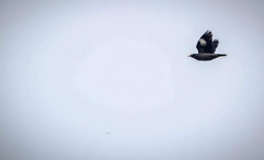 Acridotheres javanicus