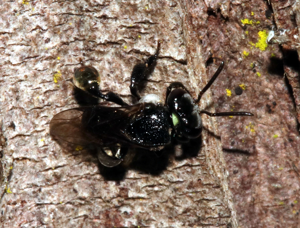 Charcoal Stingless Bee in August 2018 by juliegraham173 · iNaturalist