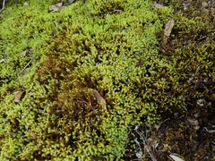 Breutelia pendula
