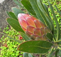 Protea compacta × susannae