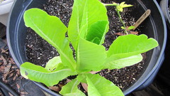 Lactuca sativa longifolia