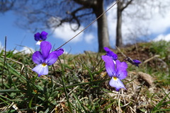 Viola bubanii