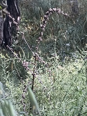 Verbascum galilaeum