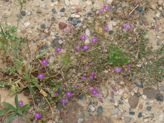 Spergularia purpurea