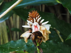 Alpinia sessiliflora