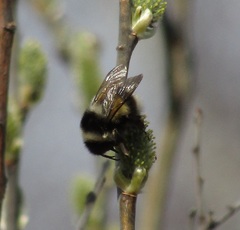 Bombus patagiatus