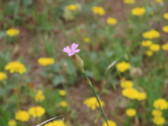 Petrorhagia nanteuilii