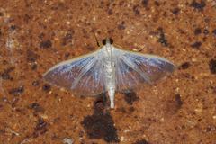 Palpita margaritacea