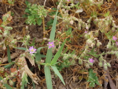 Spergularia bocconei