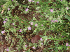 Spergularia bocconei