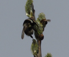 Bombus patagiatus