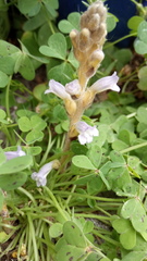 Phelipanche mutelii