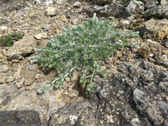 Artemisia alpina