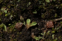 Riccia papulosa