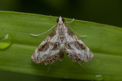 Paracataclysta fuscalis