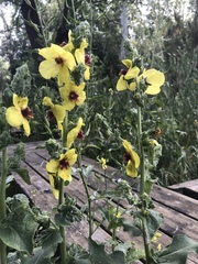 Verbascum galilaeum