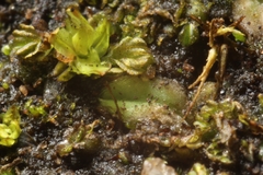 Riccia papulosa