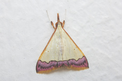 Autocharis amethystina