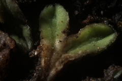 Riccia papulosa