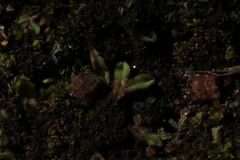 Riccia papulosa