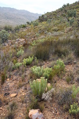 Paranomus bracteolaris