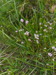 Valerianella pumila