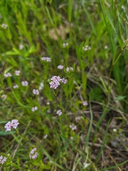 Valerianella pumila