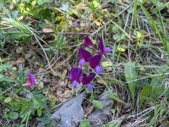 Lathyrus digitatus