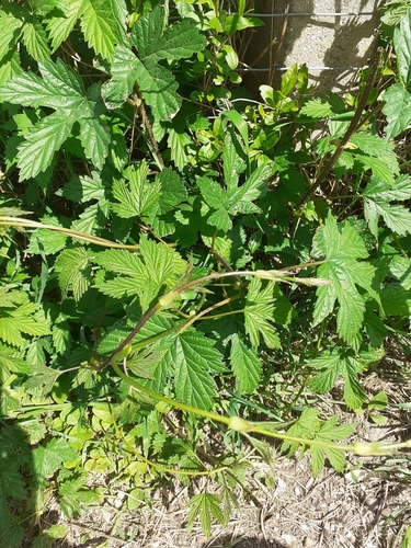Humulus lupulus iNat (1)