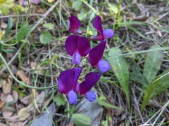 Lathyrus digitatus