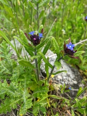 Anchusa arvensis orientalis