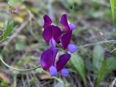 Lathyrus digitatus