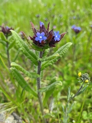 Anchusa arvensis orientalis