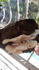 Pleurotus