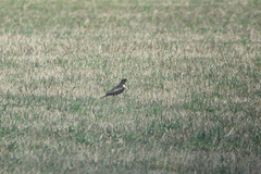 Turdus torquatus torquatus