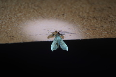 Anarmodia