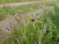 Tragopogon angustifolius