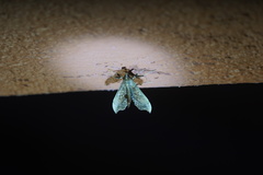 Anarmodia