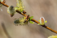 Andrena erythrogaster