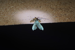 Anarmodia