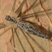 Holocnemus caudatus - Photo (c) faluke, algunos derechos reservados (CC BY-NC), subido por faluke