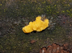 Trichoderma victoriense