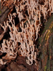 Artomyces austropiperatus