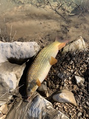 Moxostoma pisolabrum