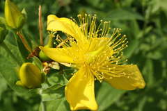 Hypericum ascyron pyramidatum