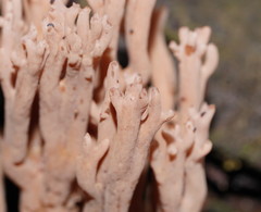 Ramaria pyrispora