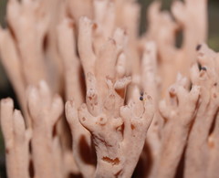Ramaria pyrispora