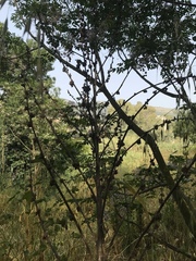 Verbascum galilaeum