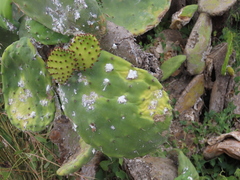 Opuntia maxima